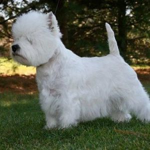 Meet your Posher, Dorothy